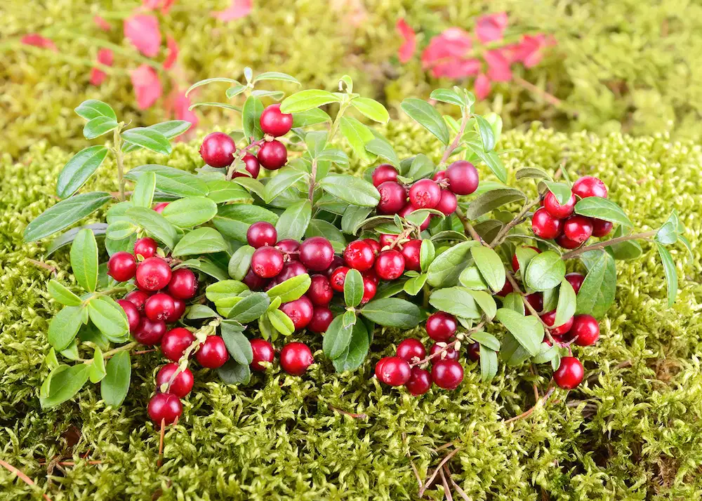 What Makes Cranberry Effective Against UTIs?