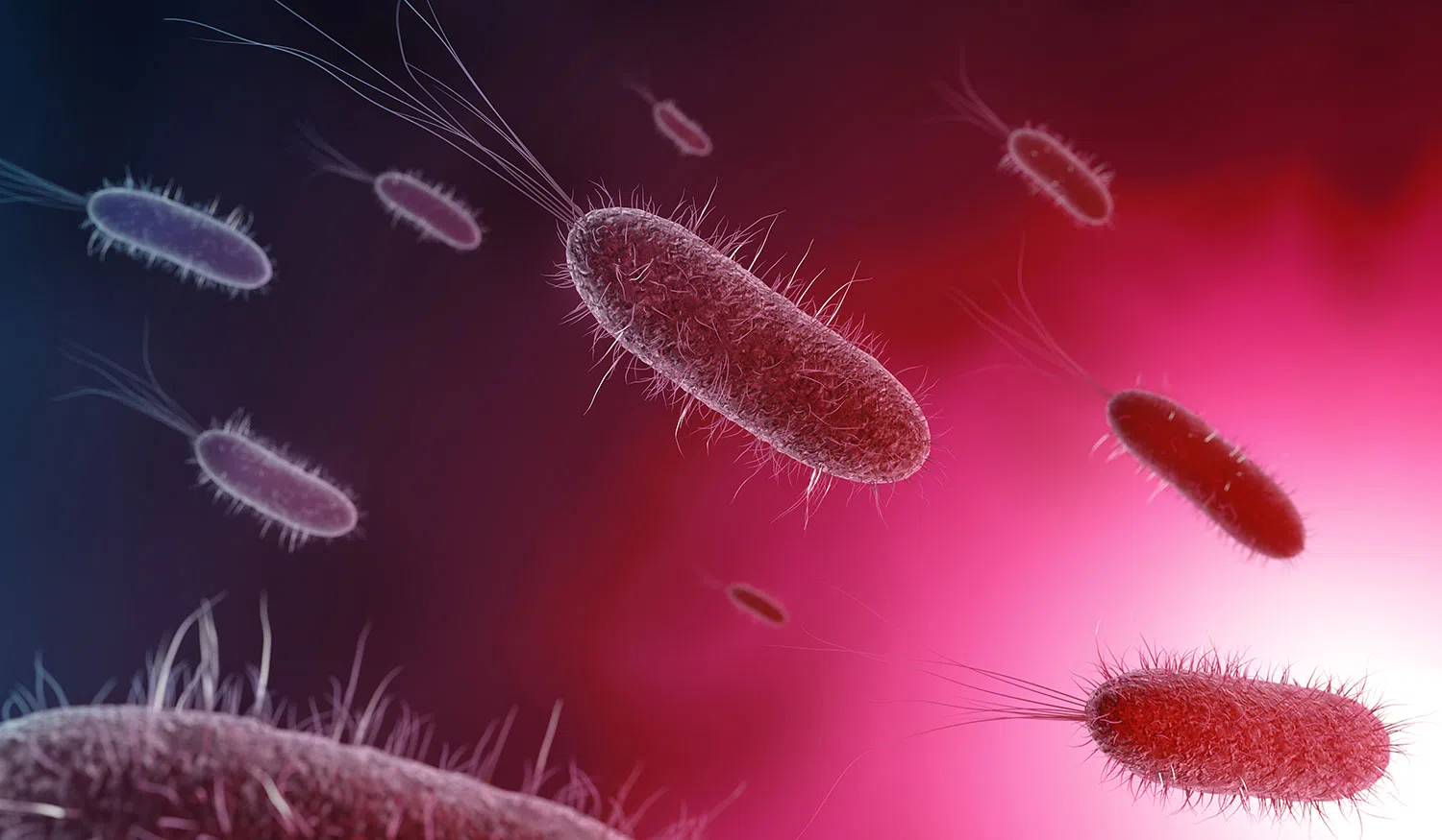 Elements Supplements Health –  urinary infections caused by E. coli